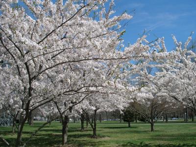 Cherry Trees