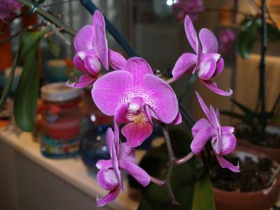 Purple Orchid