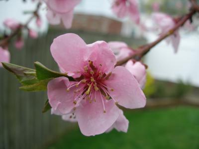 Nectarine Blossom