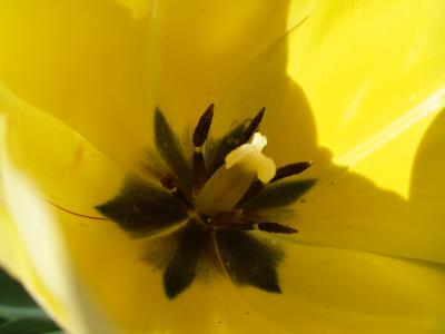Yellow Tulip
