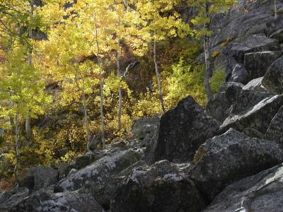 aspens