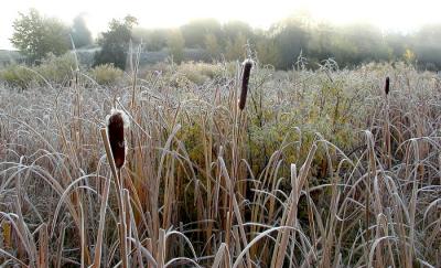 cattails.jpg