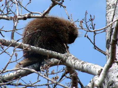Porcupine sleeping in a tree