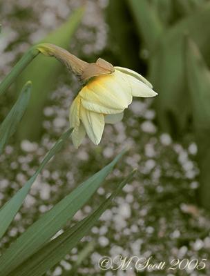 Daffodil_6312.jpg