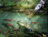 Salmon Run - Channel Eggs