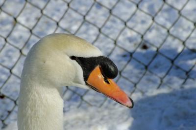 swan closeup