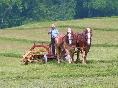 Amish raking hay