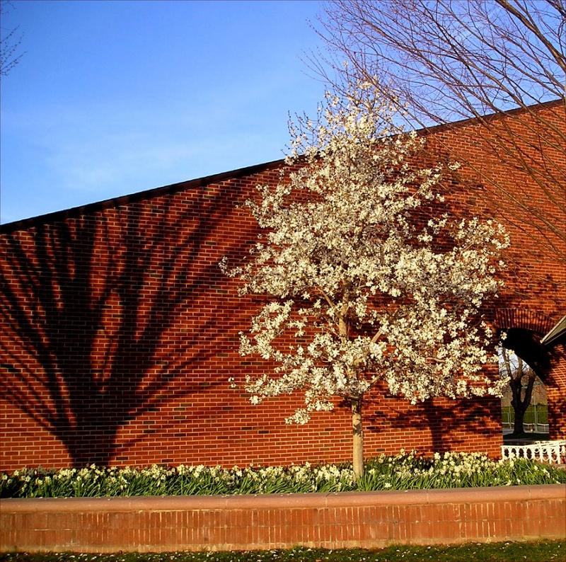 Early Spring