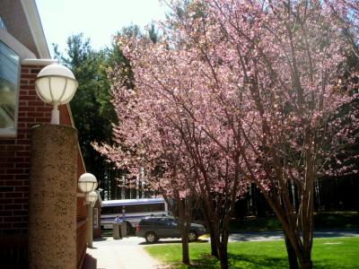 First cherry blossoms on campus