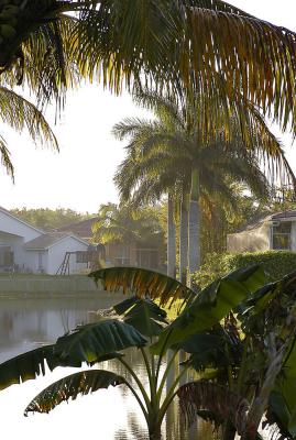 early morning in my backyard