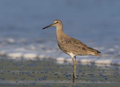 Willet, breeding