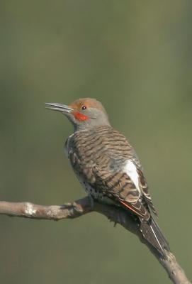 Northern Flicker, Red-shafted male