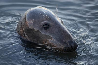 Grey Seal