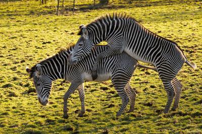 Naughty Zebras