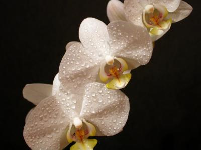 Orchids