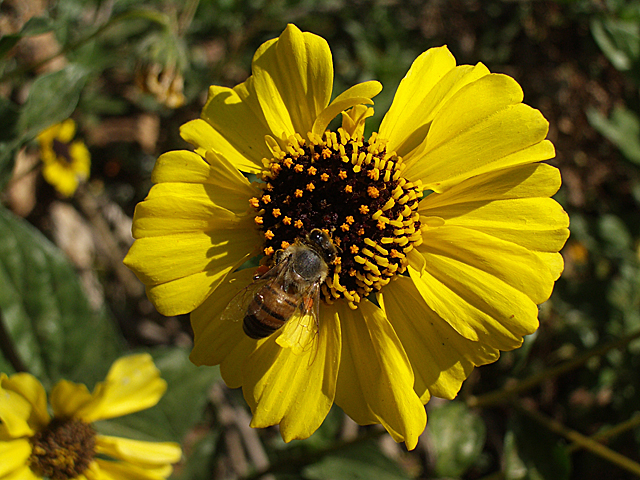 Bee on Coast Sunflower