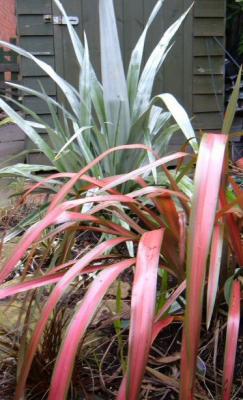A.silver spear and Phormium Jester