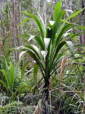 wIde leafed C. banksii typical of the Kauaeranga Valley local form