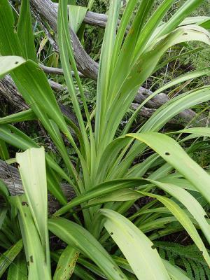 What I think is an interspecific hybrid between C. australis and C. banksii