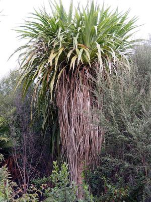 Old plant of the presumed hybrid - note bigger, stouter trunk than C. banksii, but banksii-type leaves