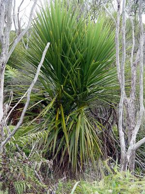 Typical young C. australis in the K-valley