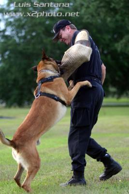Tampa Police K-9 Unit ZINO