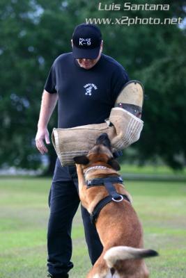 Tampa Police K-9 Unit ZINO