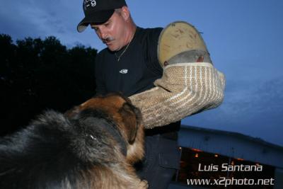 Tampa Police K-9 Unit  FALCO