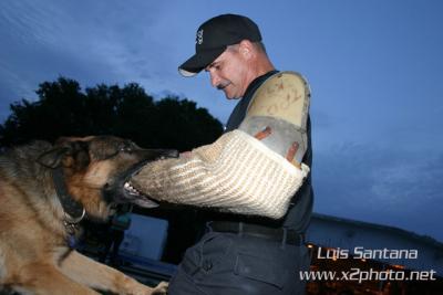 Tampa Police K-9 Unit  FALCO