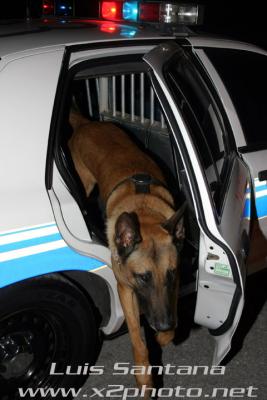 Tampa Police K-9 Unit  ZINO