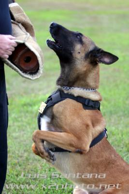 Tampa Police K-9 Unit ZINO