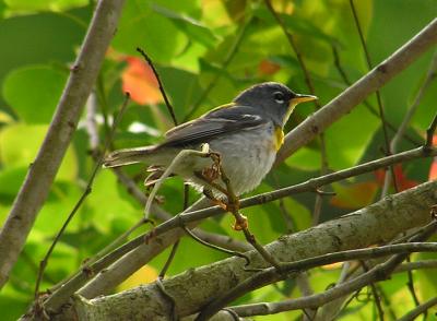 04-18-05 n. parula1.jpg