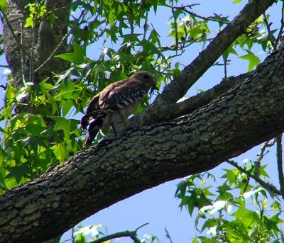 04-17-05 rsha adult with food.jpg