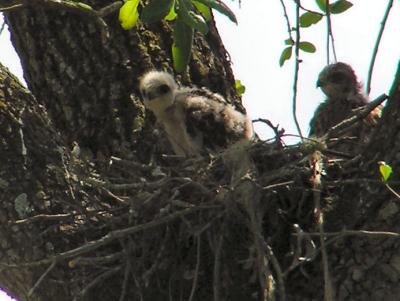 04-17-05 rsha nestling1.jpg