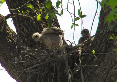 04-17-05 rsha nestling2.jpg