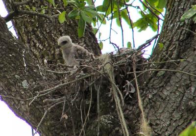 04-17-05 rsha nestling3.jpg