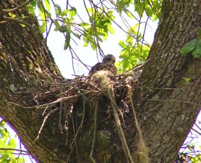04-17-05 rsha nestling4.jpg