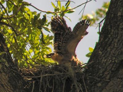 04-17-05 rsha nestling5.jpg