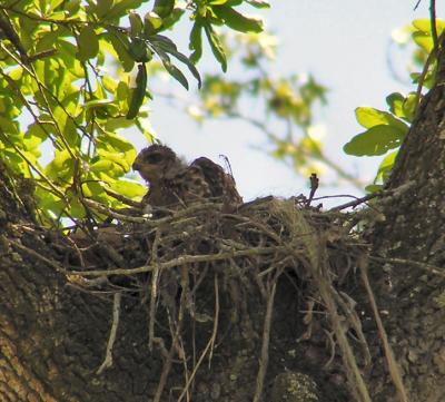04-17-05 rsha nestling6.jpg