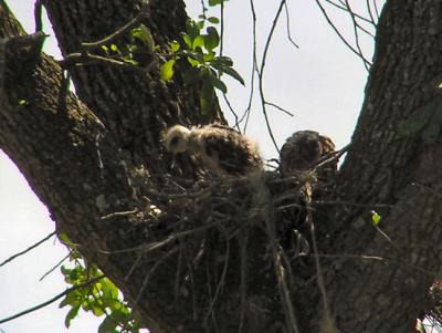 04-17-05 rsha nestling and adult1.jpg
