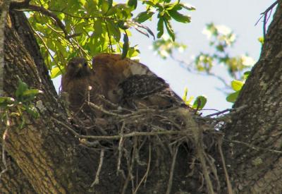 04-17-05 rsha nestling and adult2.jpg