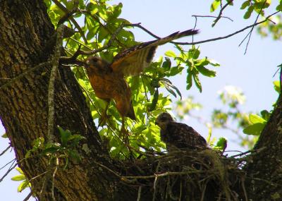 04-17-05 rsha nestling and adult3.jpg
