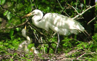 04-27-05 egrets close.jpg