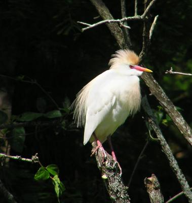 04-27-05 cattle egret2.jpg