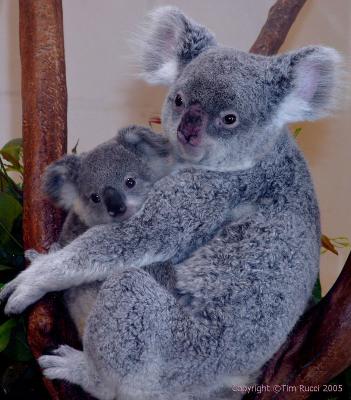 Baby Koala