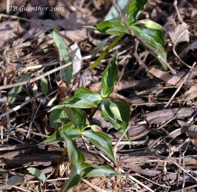 Red Trillium 1
