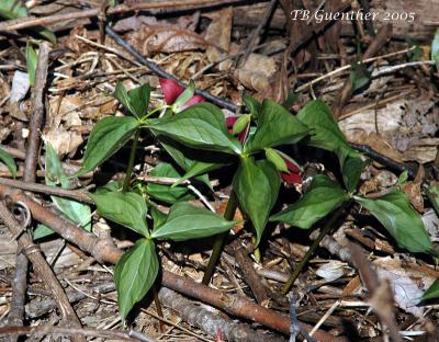 Red Trillium 2