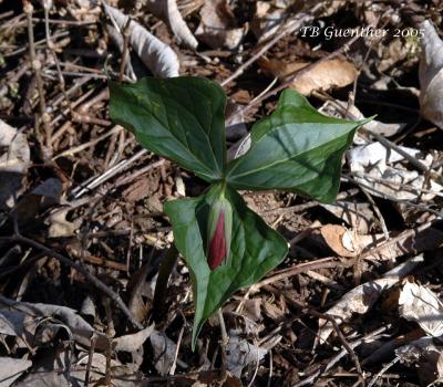Red Trillium 3