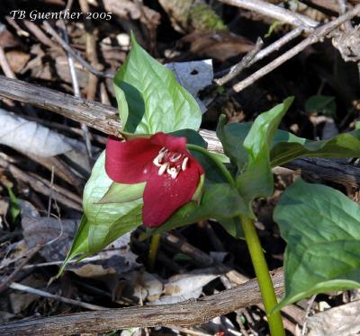 Red Trillium 4