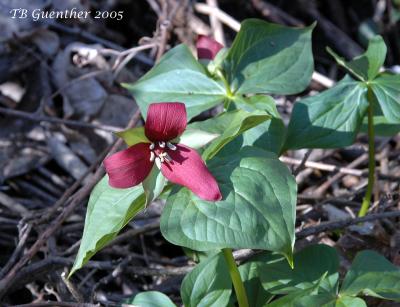 Red Trillium 5
